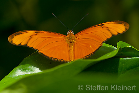 073 Julia-Falter - Dryas julia